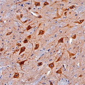 CDNF Antibody in Immunohistochemistry (Frozen) (IHC (F))