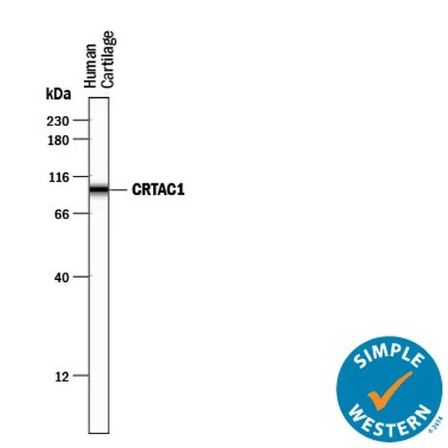 CRTAC1 Antibody in Western Blot (WB)