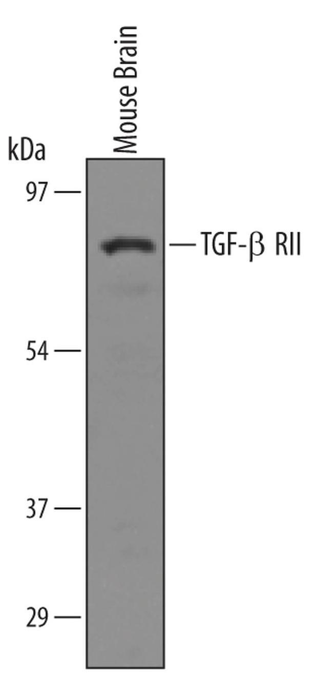 TGFBR2 Antibody in Western Blot (WB)