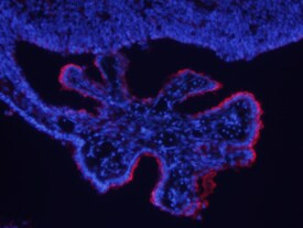 PLXNB2 Antibody in Immunohistochemistry (Frozen) (IHC (F))