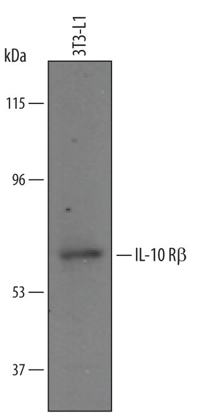 IL10RB Antibody in Western Blot (WB)