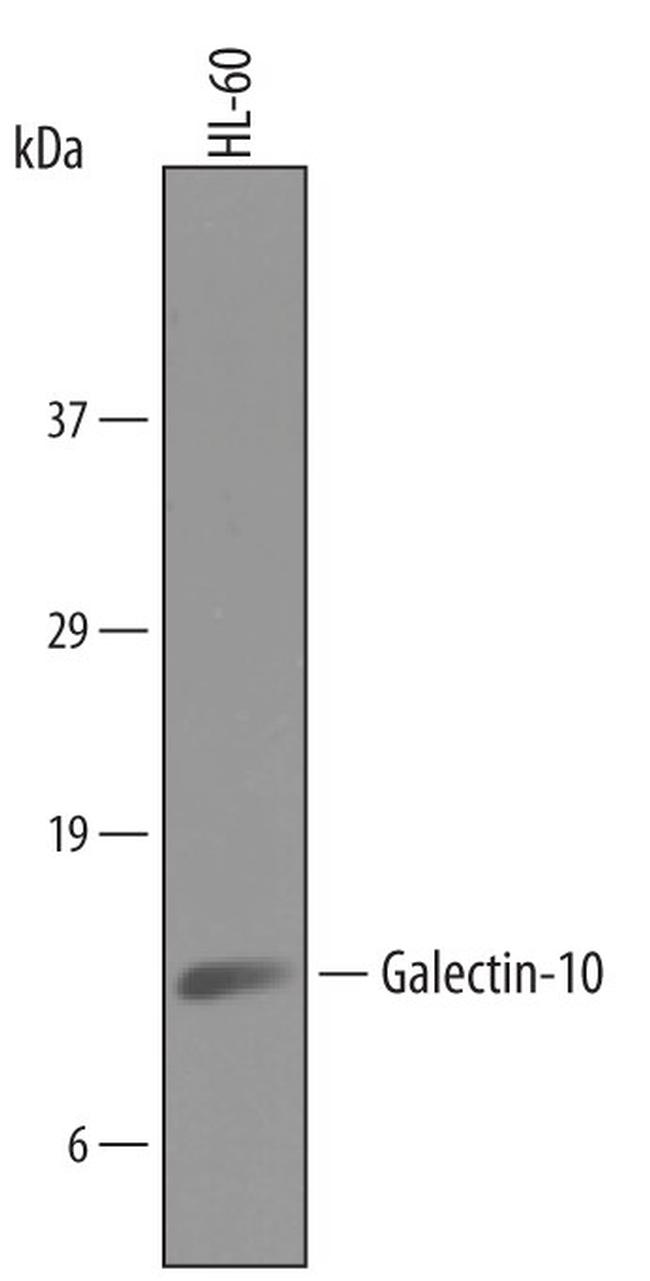 Galectin 10 Antibody in Western Blot (WB)