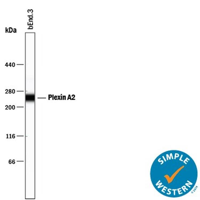 Plexin A2 Antibody in Western Blot (WB)