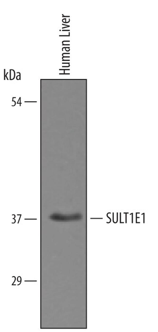 SULT1E1 Antibody in Western Blot (WB)