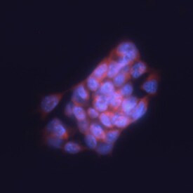 SLAIN1 Antibody in Immunocytochemistry (ICC/IF)