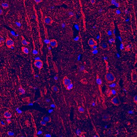 Neuropilin 2 Antibody in Immunohistochemistry (Frozen) (IHC (F))