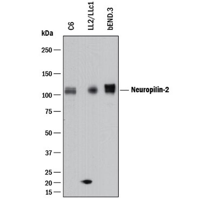 Neuropilin 2 Antibody in Western Blot (WB)