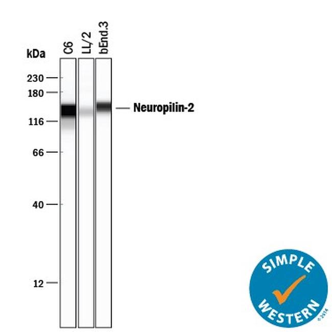 Neuropilin 2 Antibody in Western Blot (WB)