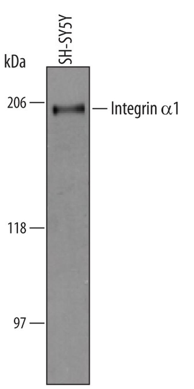 CD49a Antibody in Western Blot (WB)