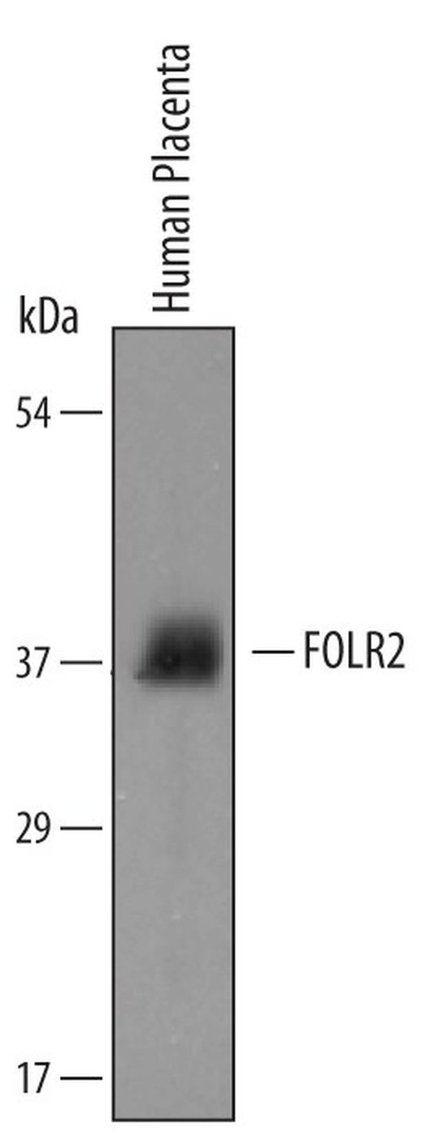 FOLR2 Antibody in Western Blot (WB)