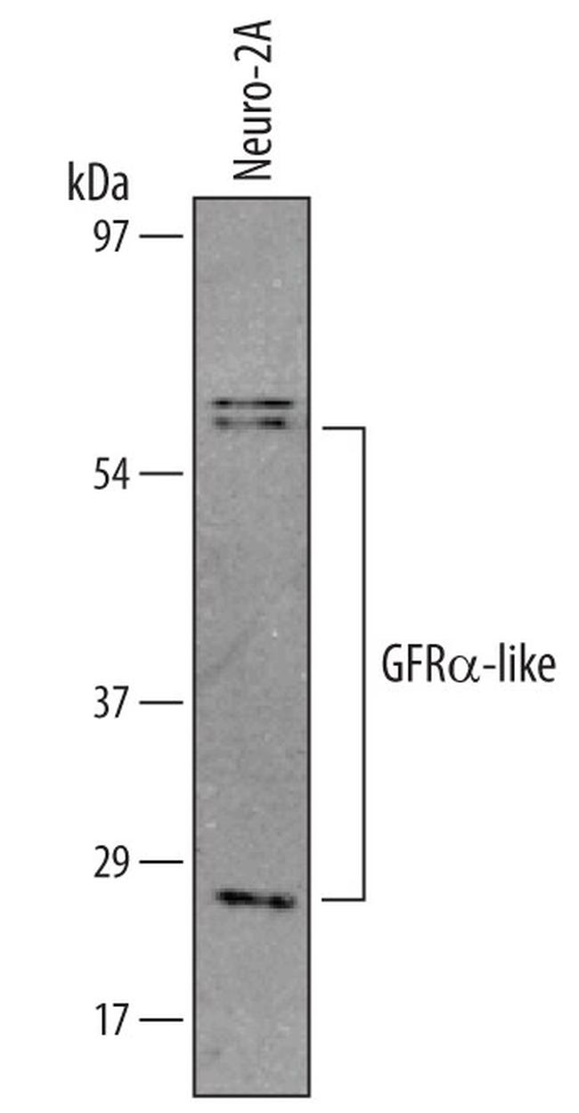 GFRAL Antibody in Western Blot (WB)