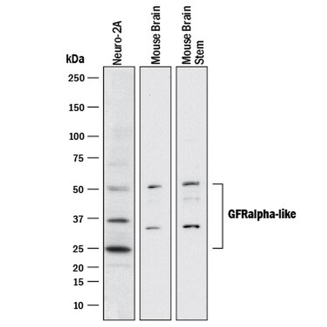 GFRAL Antibody in Western Blot (WB)