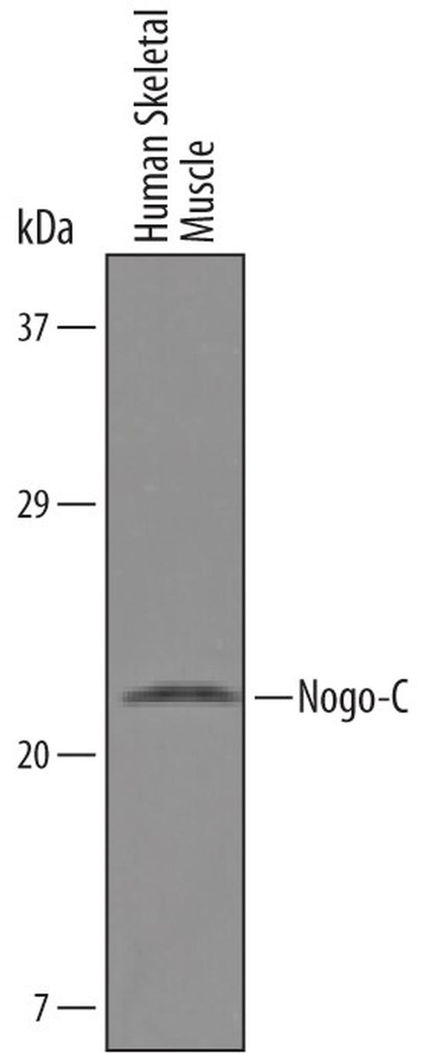 Nogo-C Antibody in Western Blot (WB)