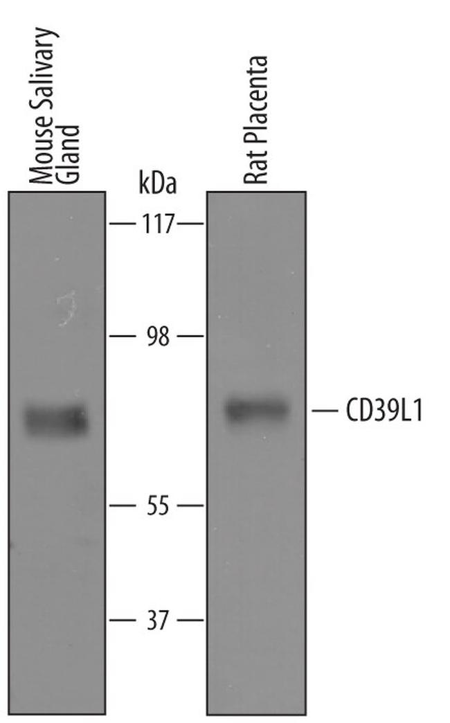 ENTPD2 Antibody in Western Blot (WB)