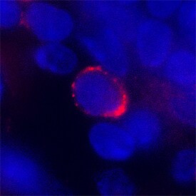 SIGLEC12 Antibody in Immunohistochemistry (Frozen) (IHC (F))