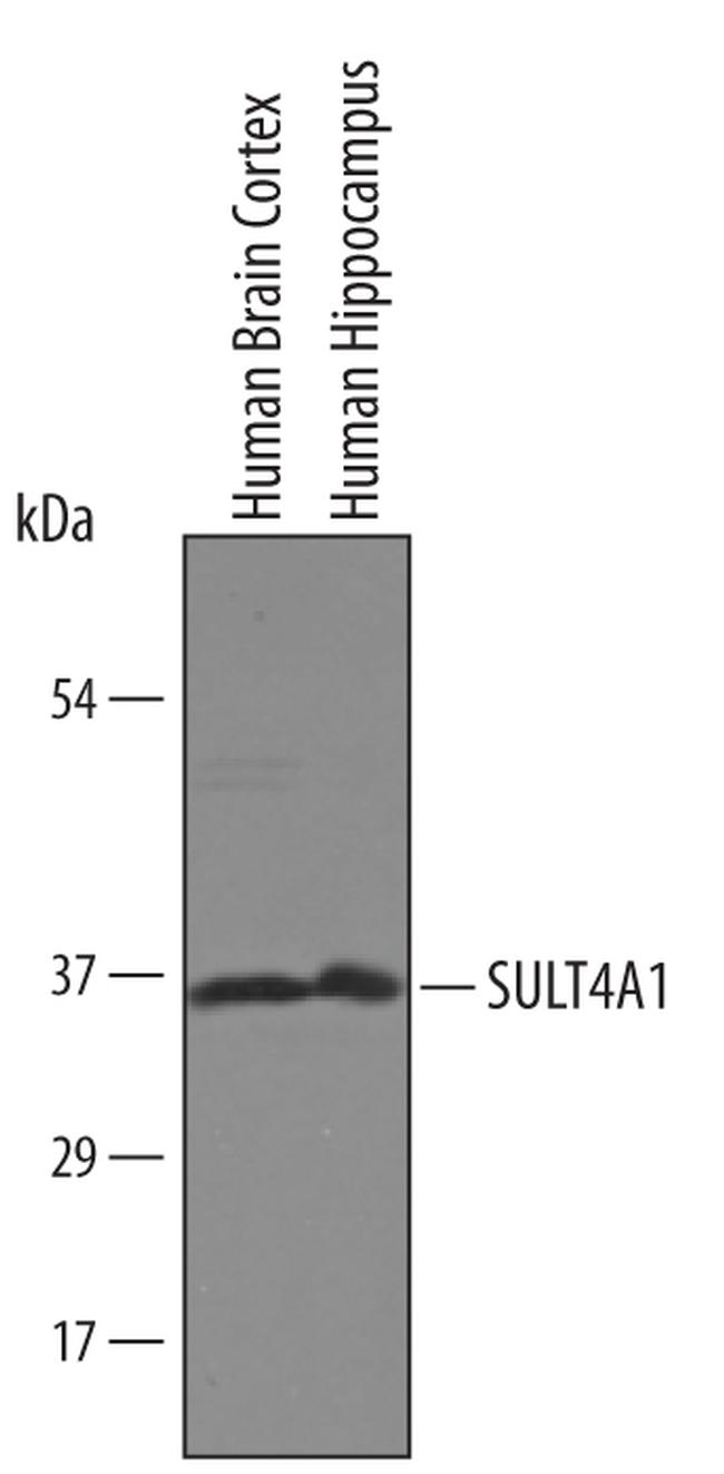 SULT4A1 Antibody in Western Blot (WB)