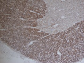 FABP8 Antibody in Immunohistochemistry (Paraffin) (IHC (P))