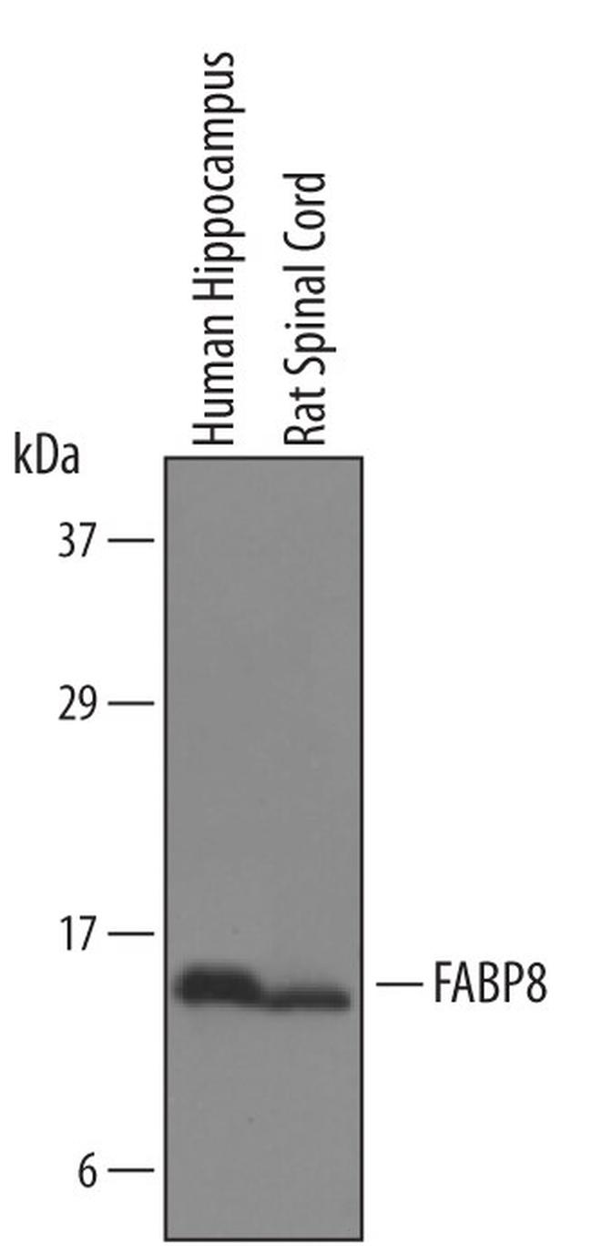 FABP8 Antibody in Western Blot (WB)