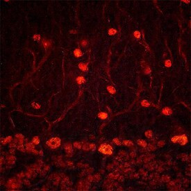 ADNP Antibody in Immunohistochemistry (Frozen) (IHC (F))