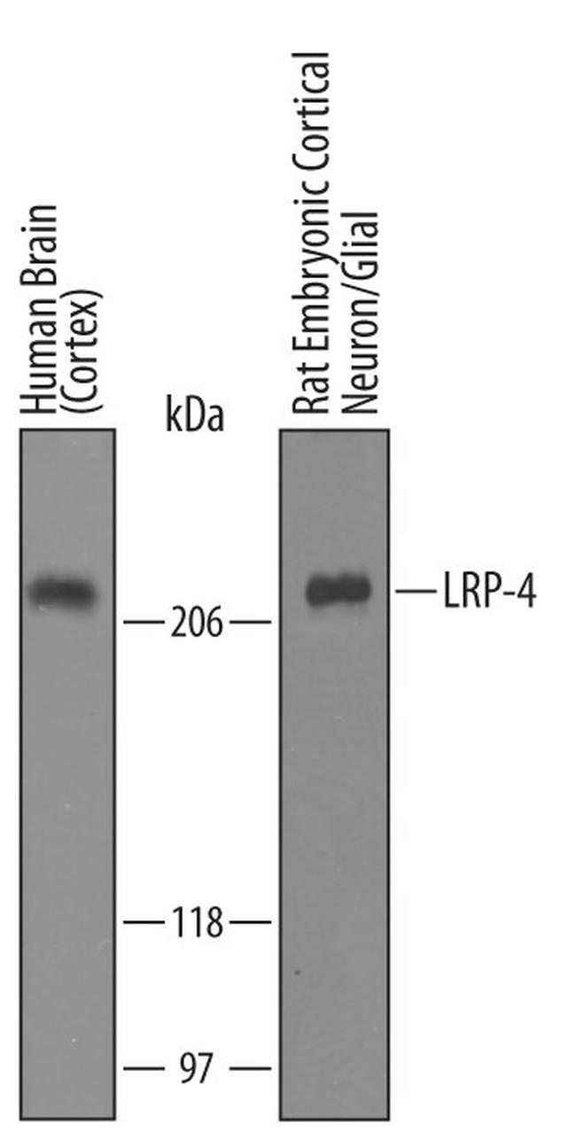 LRP4 Antibody in Western Blot (WB)