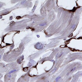 Nogo-B Antibody in Immunohistochemistry (Paraffin) (IHC (P))