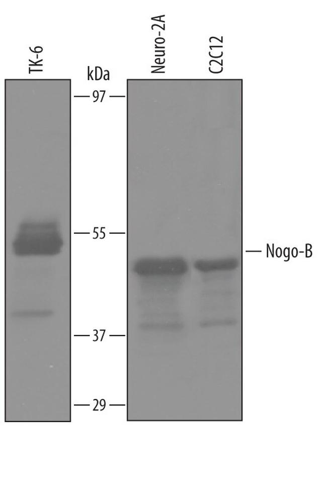 Nogo-B Antibody in Western Blot (WB)