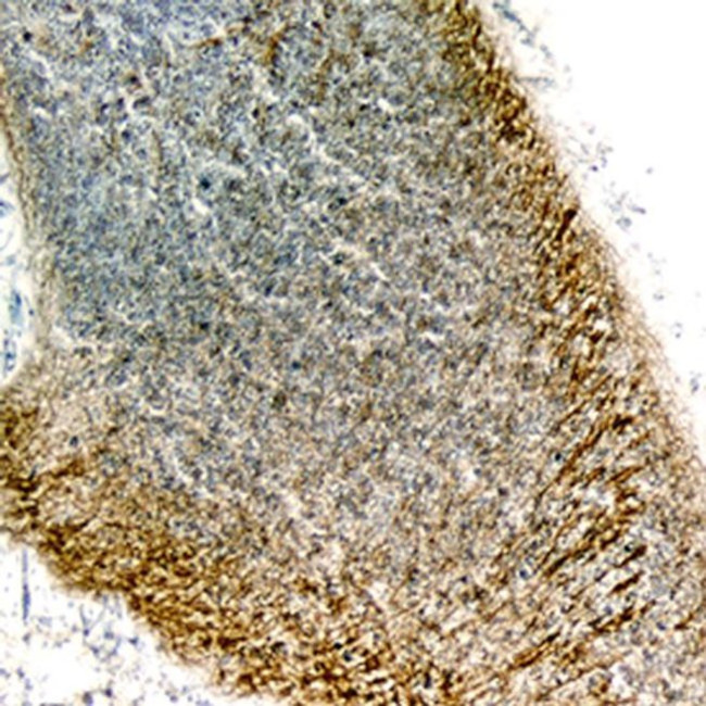 SEMA4C Antibody in Immunohistochemistry (Frozen) (IHC (F))