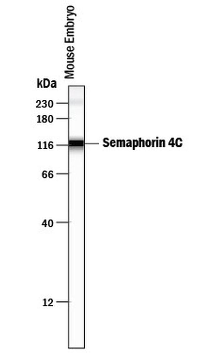 SEMA4C Antibody in Western Blot (WB)