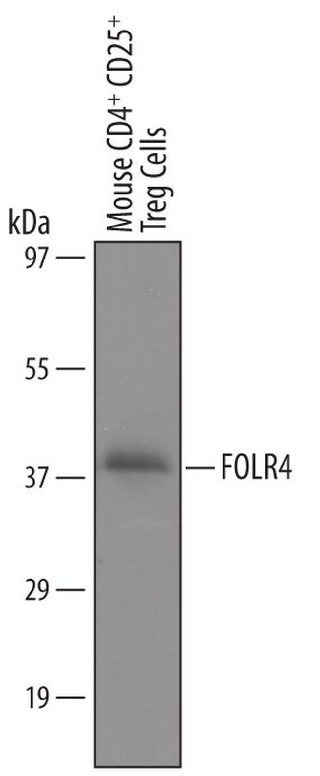 FOLR4 Antibody in Western Blot (WB)