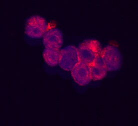 RARRES3 Antibody in Immunocytochemistry (ICC/IF)