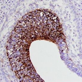 Draxin Antibody in Immunohistochemistry (Frozen) (IHC (F))