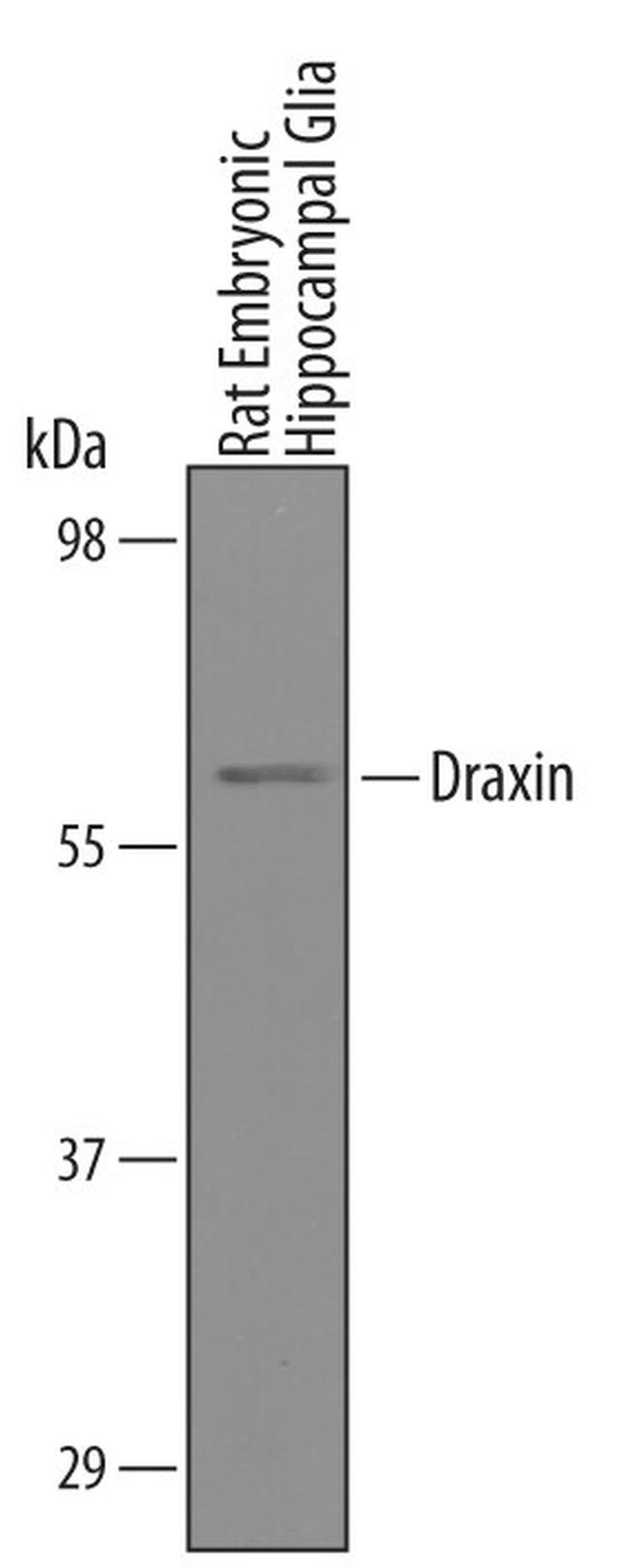 Draxin Antibody in Western Blot (WB)