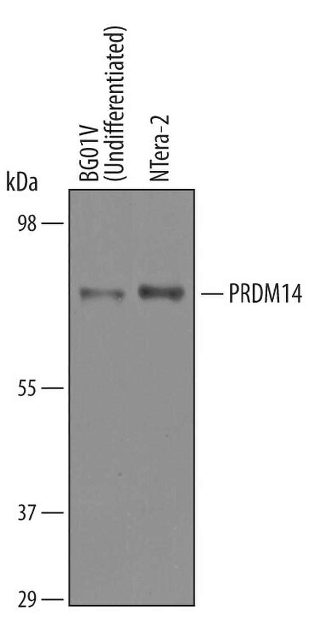 PRDM14 Antibody in Western Blot (WB)