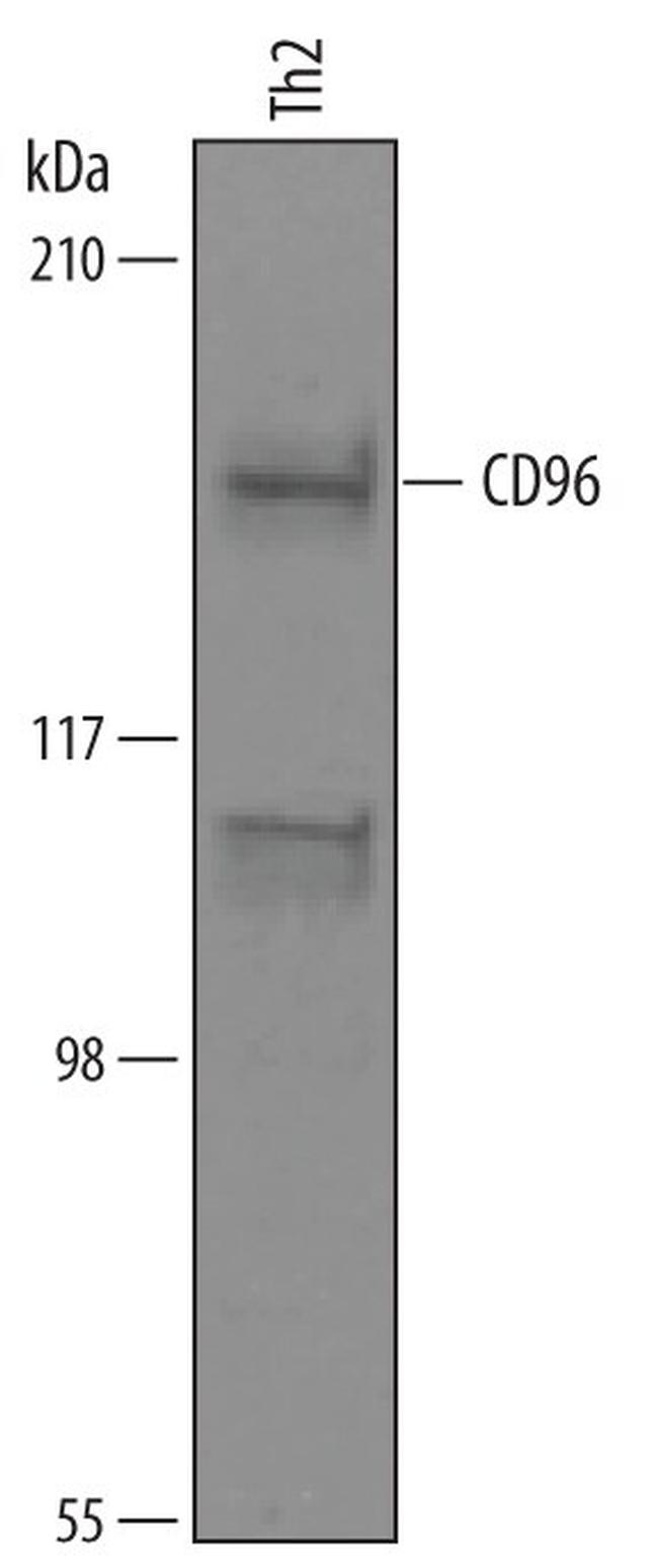 CD96 Antibody in Western Blot (WB)