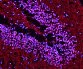 LHX5 Antibody in Immunohistochemistry (Frozen) (IHC (F))