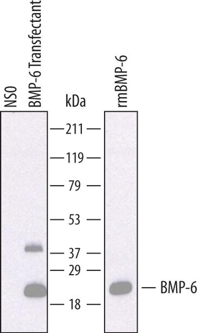 BMP-6 Antibody in Western Blot (WB)