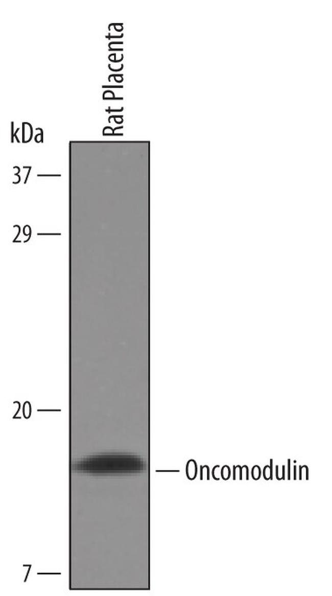 Oncomodulin Antibody in Western Blot (WB)