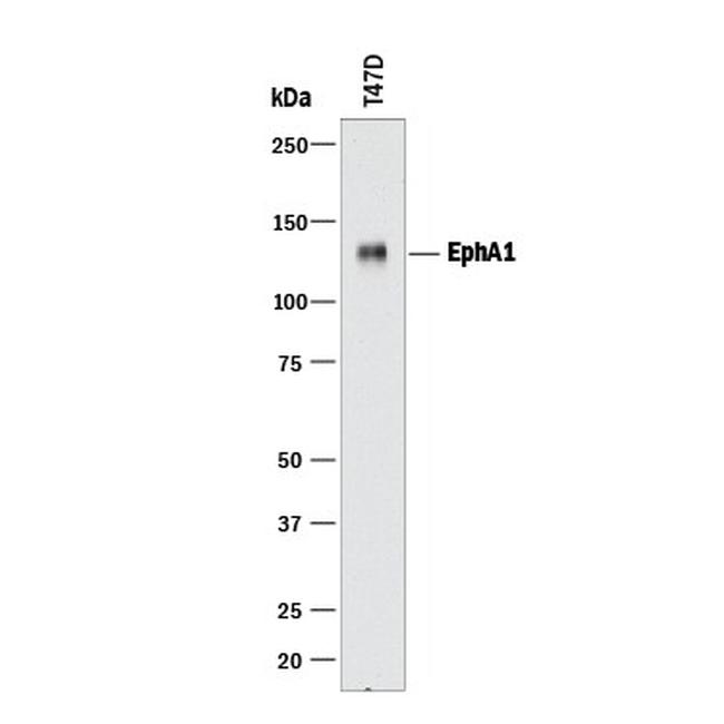 EphA1 Antibody in Western Blot (WB)