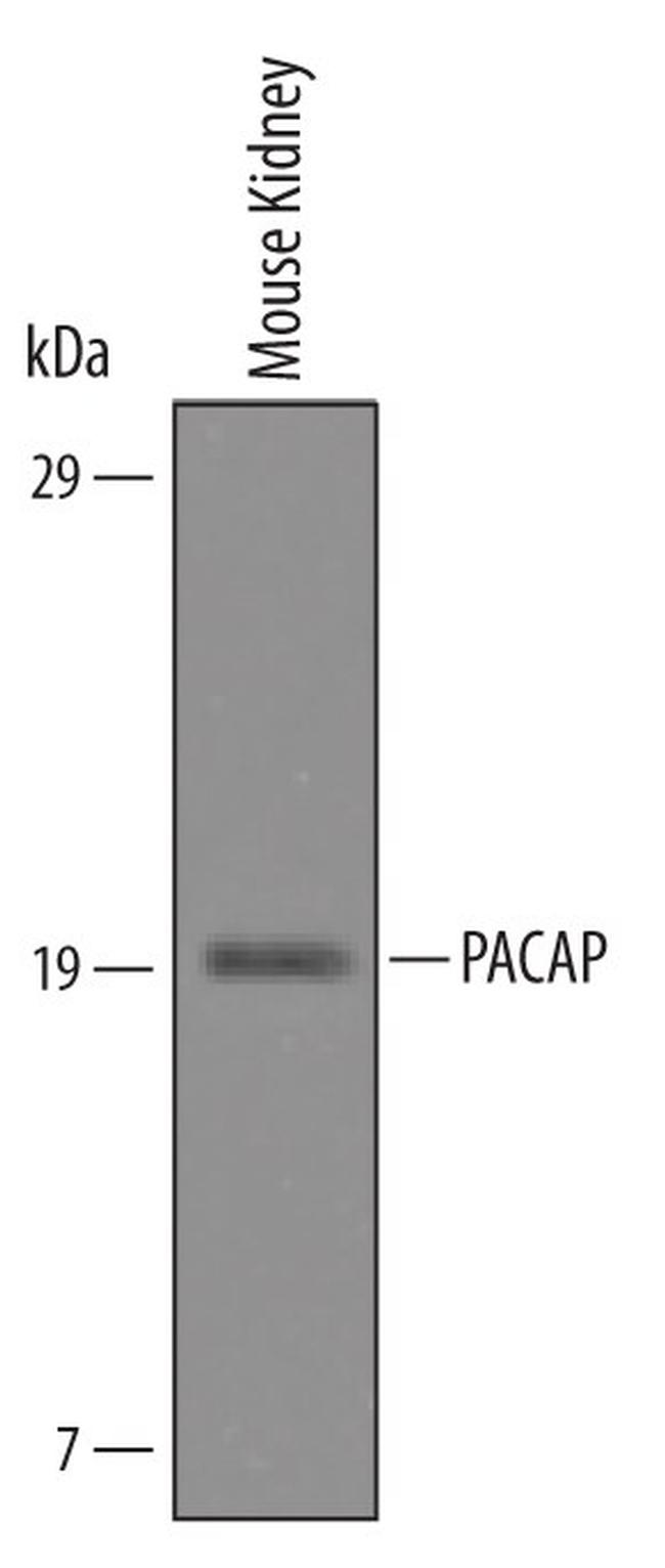 PACAP Antibody in Western Blot (WB)