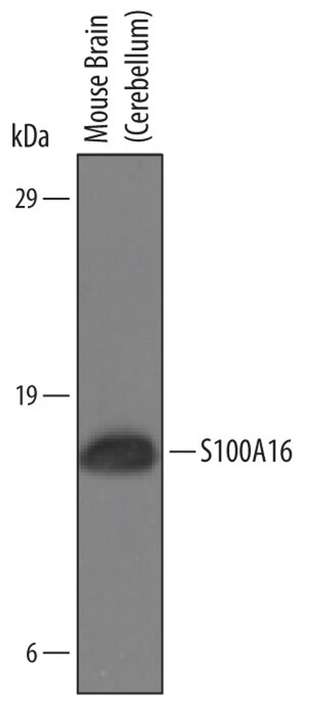 S100A16 Antibody in Western Blot (WB)