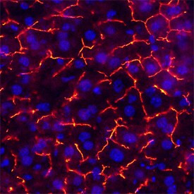 CEACAM1 Antibody in Immunohistochemistry (Frozen) (IHC (F))