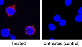 IL-2 Antibody in Immunocytochemistry (ICC/IF)