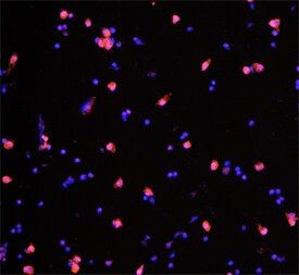 IL-4 Antibody in Immunocytochemistry (ICC/IF)