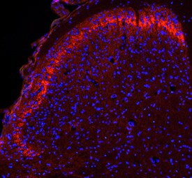 Syndecan 2 Antibody in Immunohistochemistry (Frozen) (IHC (F))