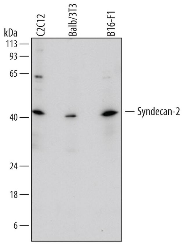 Syndecan 2 Antibody in Western Blot (WB)