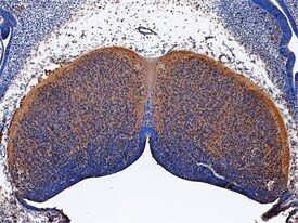 ST8SIA2 Antibody in Immunohistochemistry (Frozen) (IHC (F))