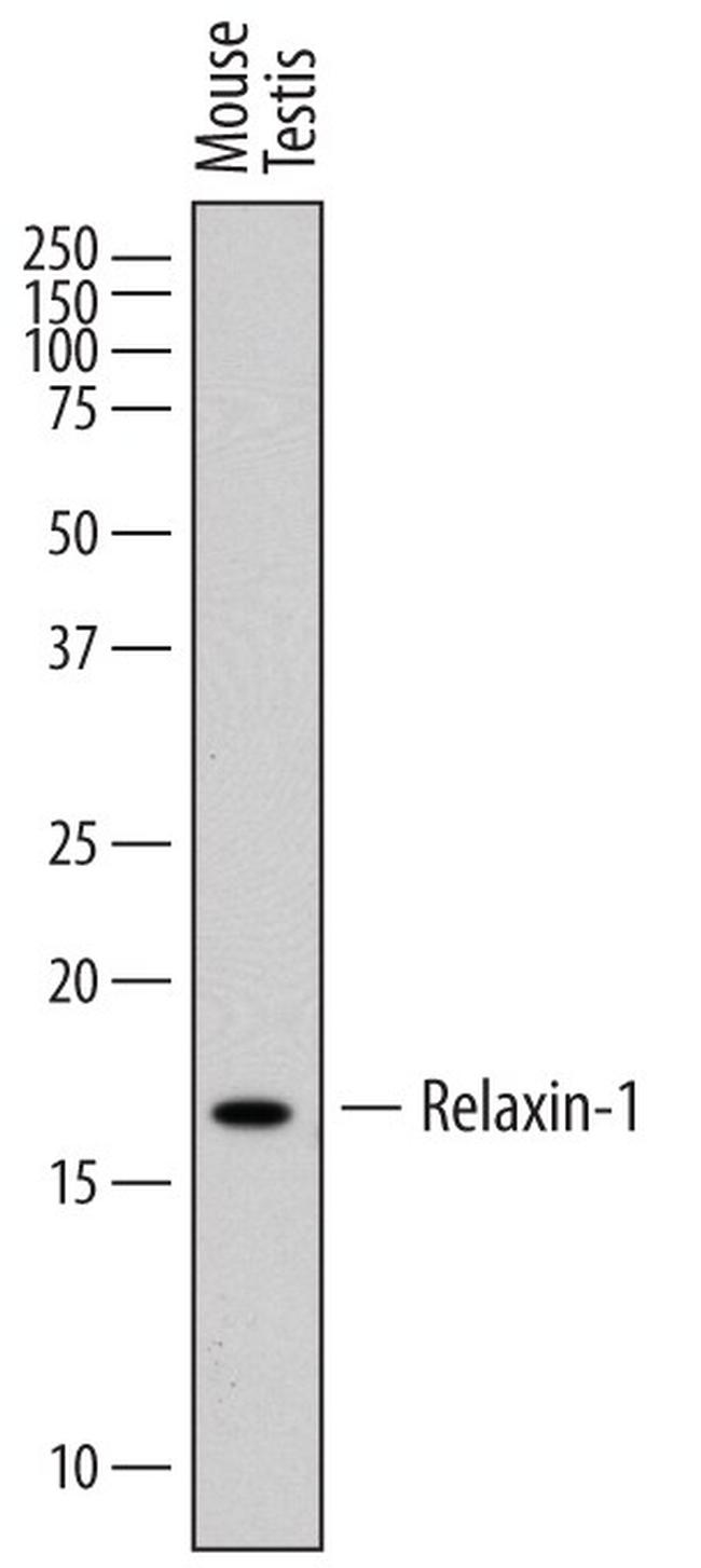 Relaxin 1 Antibody in Western Blot (WB)