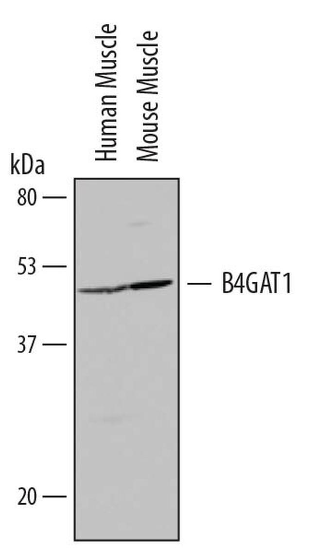 B3GNT1 Antibody in Western Blot (WB)