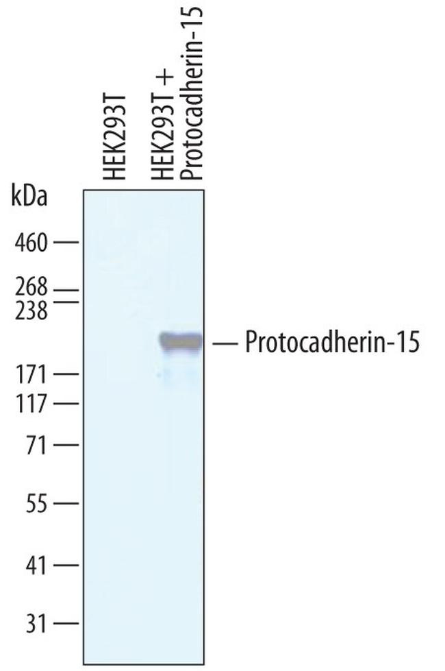 PCDH15 Antibody in Western Blot (WB)