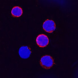 IFNGR1 Antibody in Immunocytochemistry (ICC/IF)